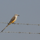 Scissor-tailed flycatcher